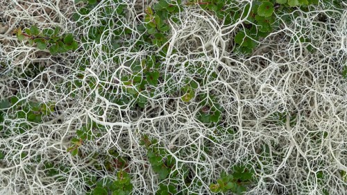 Ground vegetation with Reindeer lichen (Cladonia rangiferina), alpine tundra, Dovrefjell, Norway