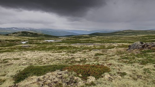 Vast fell or mountain landscape, ground vegetation with Reindeer lichen (Cladonia rangiferina),