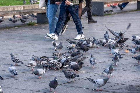 Pigeons, city pigeons, were fed with bread by humans, in the city centre of Essen, North