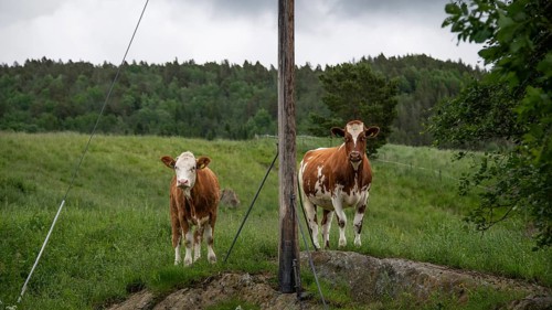 Zwei Kühe stehen neugierig auf einer Weide neben einem Strommast, bei Dovre, Gudbrandsdalen oder