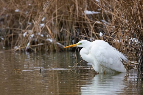 Great White Egret (Egretta alba) Germany