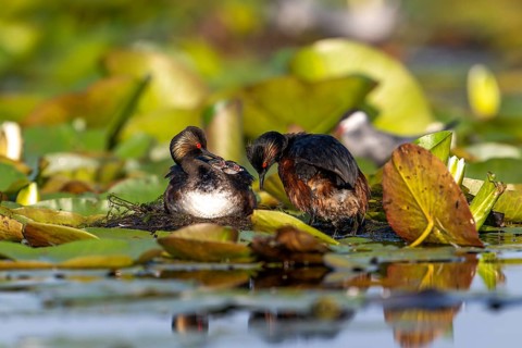 Black-necked Grebe (Podiceps nigricollis) at the nest with young, Danube Delta, Romania
