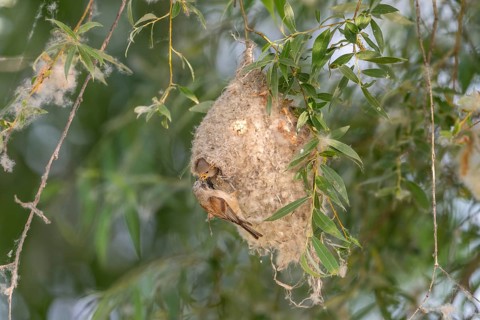 Penduline Tit (Remiz pendulinus), at the nest, feeding young bird in the nest, Danube Delta,