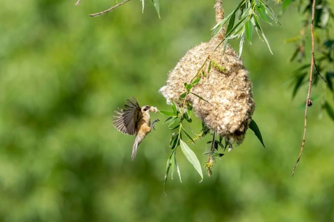Penduline Tit (Remiz pendulinus) approaching the nest, Tiszaalpar, Hungary