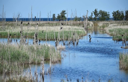 Kormorane, (Phalacrocorax carbo) in den Wasserläufen und Salzwiesen auf dem Darß, nahe der Ostsee,