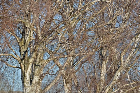 Birke (Betula), Blick in die Baumkronen, blauer Wolkenhimmel, Nordrhein-Westfalen, Deutschland