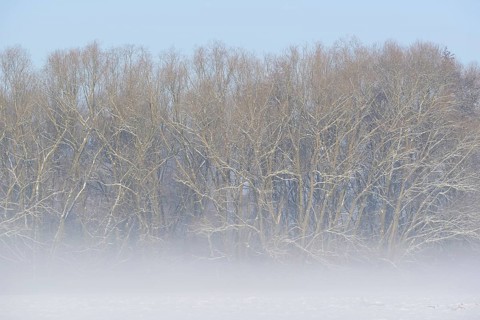 Winterlandschaft, Bodennebel steigt vor schneebedeckten Bäumen auf, blauer Himmel,