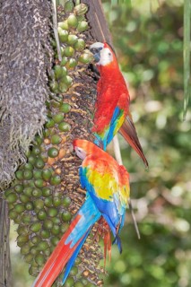 Scarlet Macaws (Ara macao) perching on a tree, Corcovado National Park, Osa Peninsula, Costa Rica