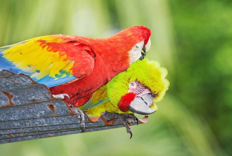 Military macaw (Ara militaris) and Scarlet Macaw (Ara macao) showing affection, Costa Rica, Central