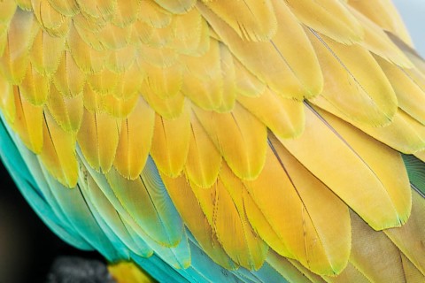 Military macaw (Ara militaris) feathers, close-up, Costa Rica, Central America