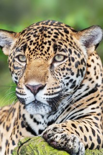 Close-up of a Jaguar (Panthera onca), Costa Rica, Central America