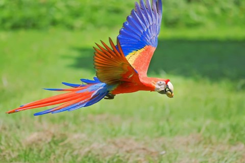 Scarlet Macaw (Ara macao) in flight, Corcovado National Park, Osa Peninsula, Costa Rica