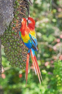 Scarlet Macaws (Ara macao) perching on a tree, Corcovado National Park, Osa Peninsula, Costa Rica