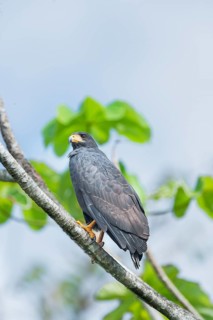 Great black hawk (Urubitinga urubitinga) perched on a tree, Corcovado National Park, Osa Peninsula,