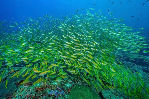 Unterwasserfoto von großer Schwarm von Gemeiner Gewöhnlicher Schnapper (Lutjanus lutjanus),