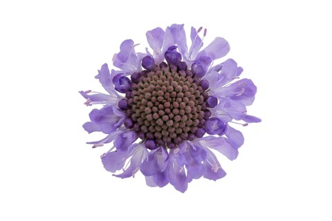 Tauben-Skabiose (Scabiosa columbaria), Blüte, Deutschland