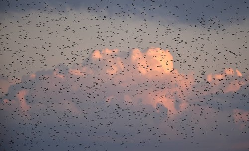 Stare, (Sturnus vulgaris), fliegen bei Sonnenaufgang auf dem Darß, Mecklenburg-Vorpommern,