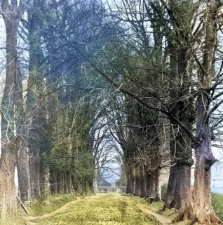 Colourised magic lantern slide of trees in Jetty Lane also called the Avenue, Woodbridge, Suffolk,