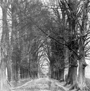 Magic lantern slide of trees in Jetty Lane also called the Avenue, Woodbridge, Suffolk, England, UK