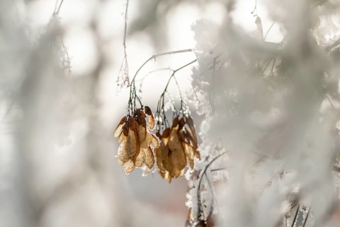 Ice crystals from roarfrost on Amur maple (Acer tataricum subsp. ginnala) seeds at sunshine in