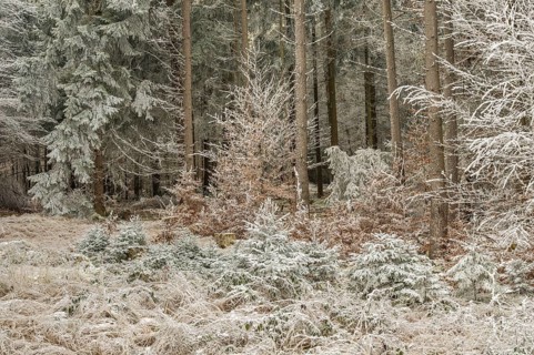Mixed forest with norway spruce (Picea abies) and European beech (Fagus sylvatica) white from
