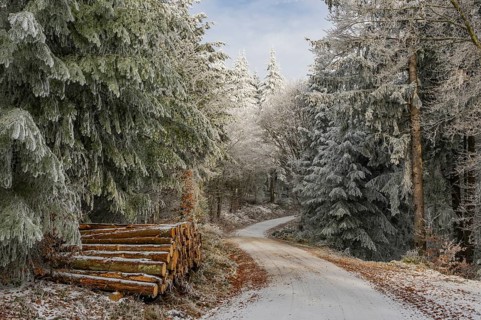 Piled up felled tree trunks beside a forest road going through a mixed forest white from roarfrost
