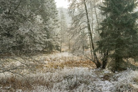 Valley surrounded by a mixed forest with young norway spruce (Picea abies) trees covered white from
