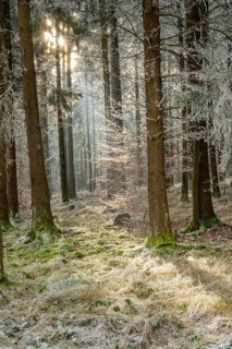 Mixed forest with norway spruce (Picea abies) and European beech (Fagus sylvatica) white from