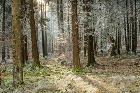 Mixed forest with norway spruce (Picea abies) and European beech (Fagus sylvatica) white from