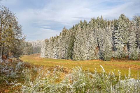 Meadow in a valley surrounded by a mixed forest with norway spruce (Picea abies) and European beech