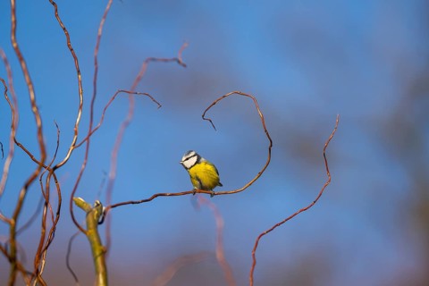 Eurasian blue tit (Cyanistes caeruleus) sitting on a branch, Bavaria, Germany