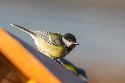 Great tit (Parus major) sitting on a fence, Bavaria, Germany