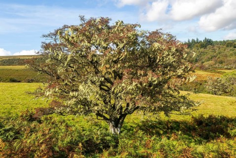 Lichen growing on hawthorn tree, near Hayford, Buckfastleigh, Dartmoor national park, Devon,
