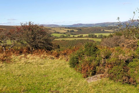 Autumnal colours of autumn vegetation on moorland, near Hayford, Buckfastleigh, Dartmoor national