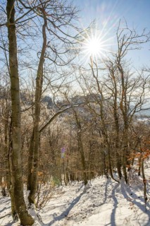 European beech (Fagus sylvatica) trees in a forest with hoarfrost on the branches in winter, Vápec,