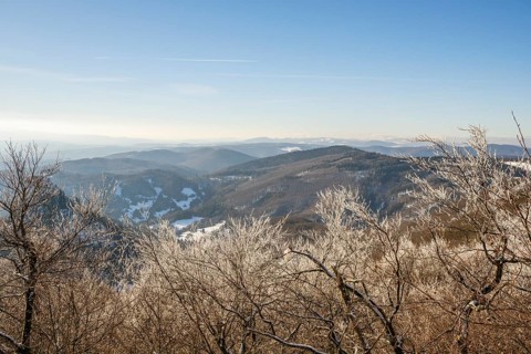 European beech (Fagus sylvatica) trees in a forest with hoarfrost on the branches in winter, Vápec,
