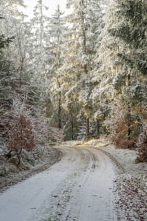 Forest road going through a mixed forest white from roarfrost on a sunny day in winter, Bavaria,