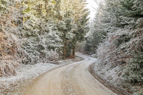 Forest road going through a mixed forest white from roarfrost on a sunny day in winter, Bavaria,