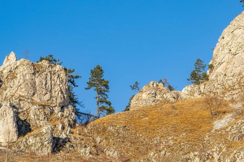 Scots pine (Pinus sylvestris) trees growing on a huge rock in winter, Vápec, Horná Poruba, Slovakia