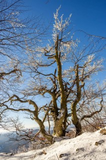 European beech (Fagus sylvatica) trees in a forest with hoarfrost on the branches in winter, Vápec,
