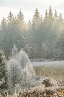 Meadow in a valley surrounded by a mixed forest with norway spruce (Picea abies) and European beech