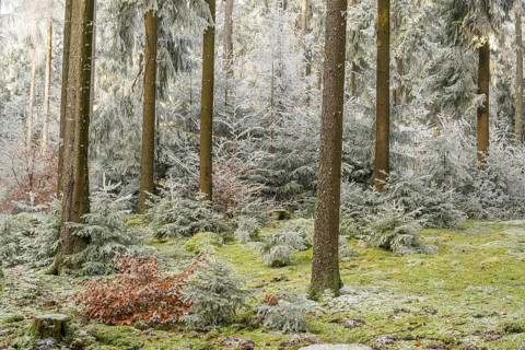 Mixed forest with norway spruce (Picea abies) and European beech (Fagus sylvatica) white from