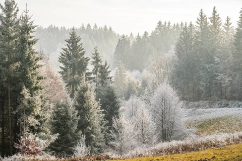 Meadow in a valley surrounded by a mixed forest with norway spruce (Picea abies) and European beech