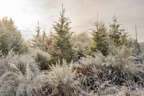 Mixed forest with norway spruce (Picea abies), European beech (Fagus sylvatica) and Common broom