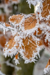 Ice crystals from roarfrost on a common beech (Fagus sylvatica) leaf at sunshine in winter,
