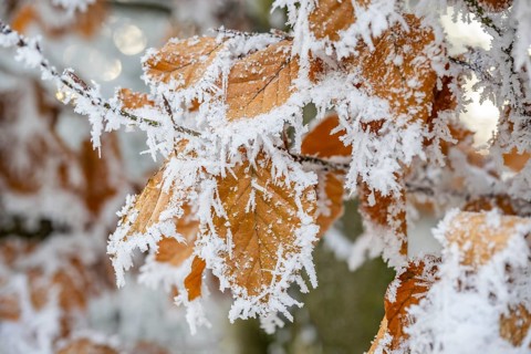 Ice crystals from roarfrost on a common beech (Fagus sylvatica) leaf at sunshine in winter,
