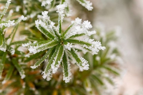 Ice crystals from roarfrost on common yew (Taxus baccata) needles at sunshine in winter, Bavaria,