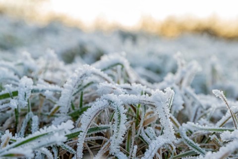 Ice crystals from roarfrost on grass blades in winter, Bavaria, Germany