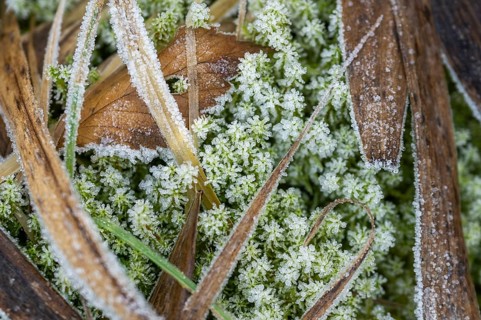 Ice crystals from roarfrost on moss leafes and grass on the ground in winter, Bavaria, Germany