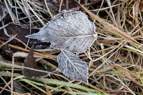 Ice crystals from roarfrost on a goat willow (Salix caprea) leaf lying on the ground in winter,